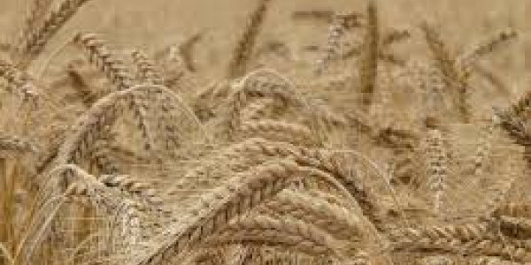 Kłosy, symbol zbiorów - Szawuot- Pięćdziesiątnica - Zielone Świątki